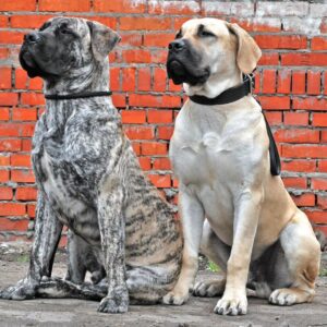 Boerboel