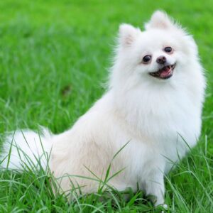 Pomeranian