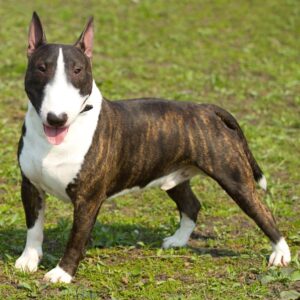 Bull Terrier