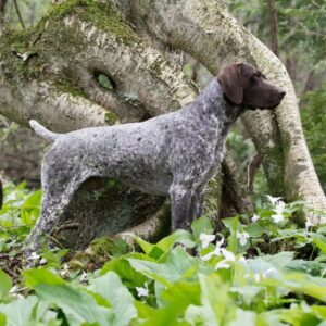 German Shorthaired Pointer