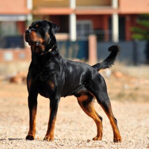 Rottweiler