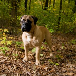 Bullmastiff