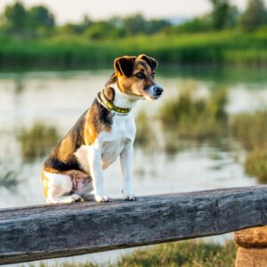 Jack Russell Terrier