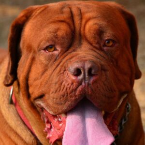 Dogue de Bordeaux