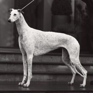 Greyhound