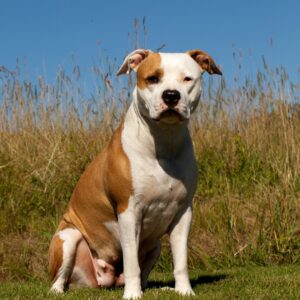 American Staffordshire Terrier