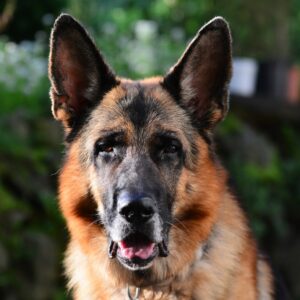 German Shepherd