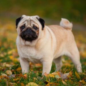 Pug