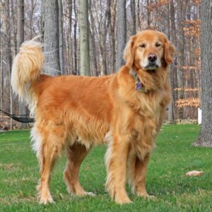 Golden Retriever