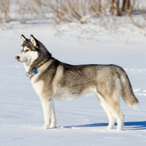 Siberian Husky