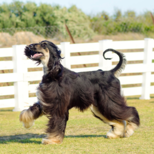 Afghan Hounds