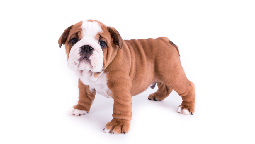 British Bulldog Puppies