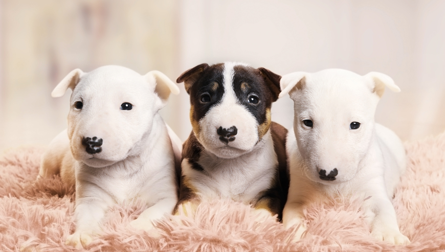 Bull Terrier Puppies