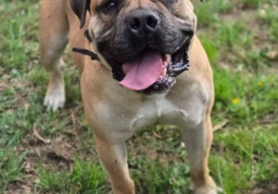 Boerboel